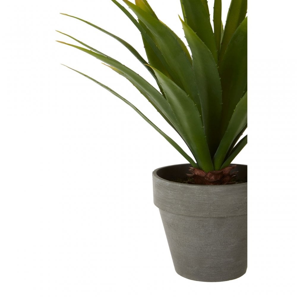 Fiori Agave Succulent, Grey