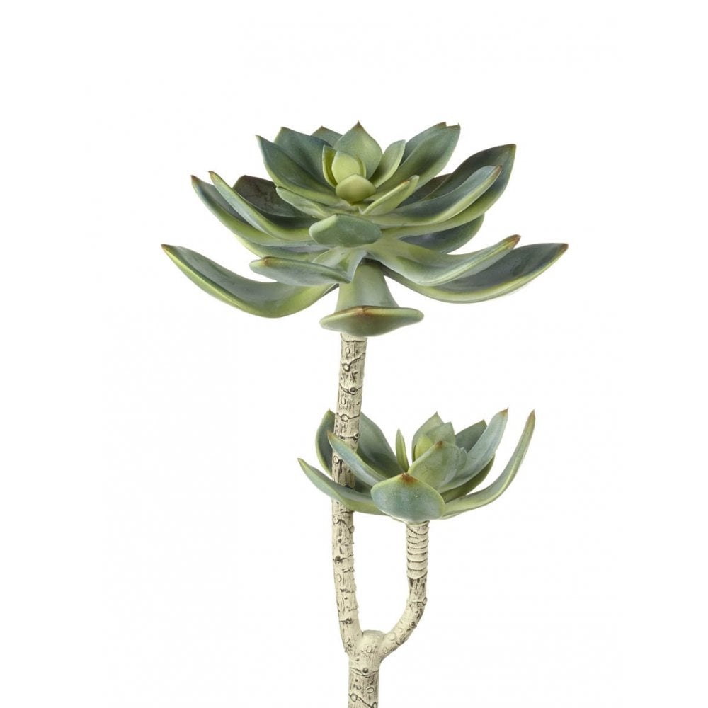 Echeveria Branch H320x160mm Green