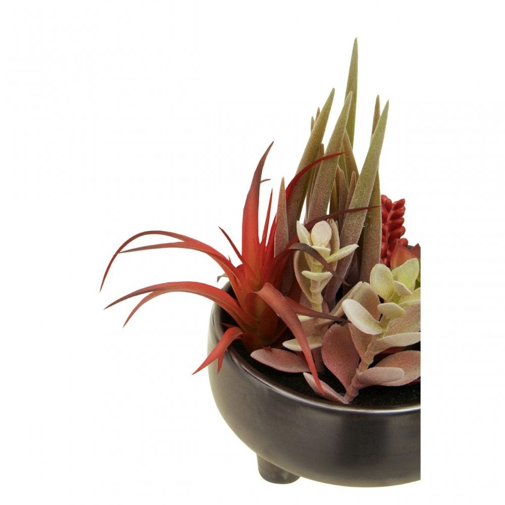 Fiori Mixed Succulents In Grey Ceramic Pot