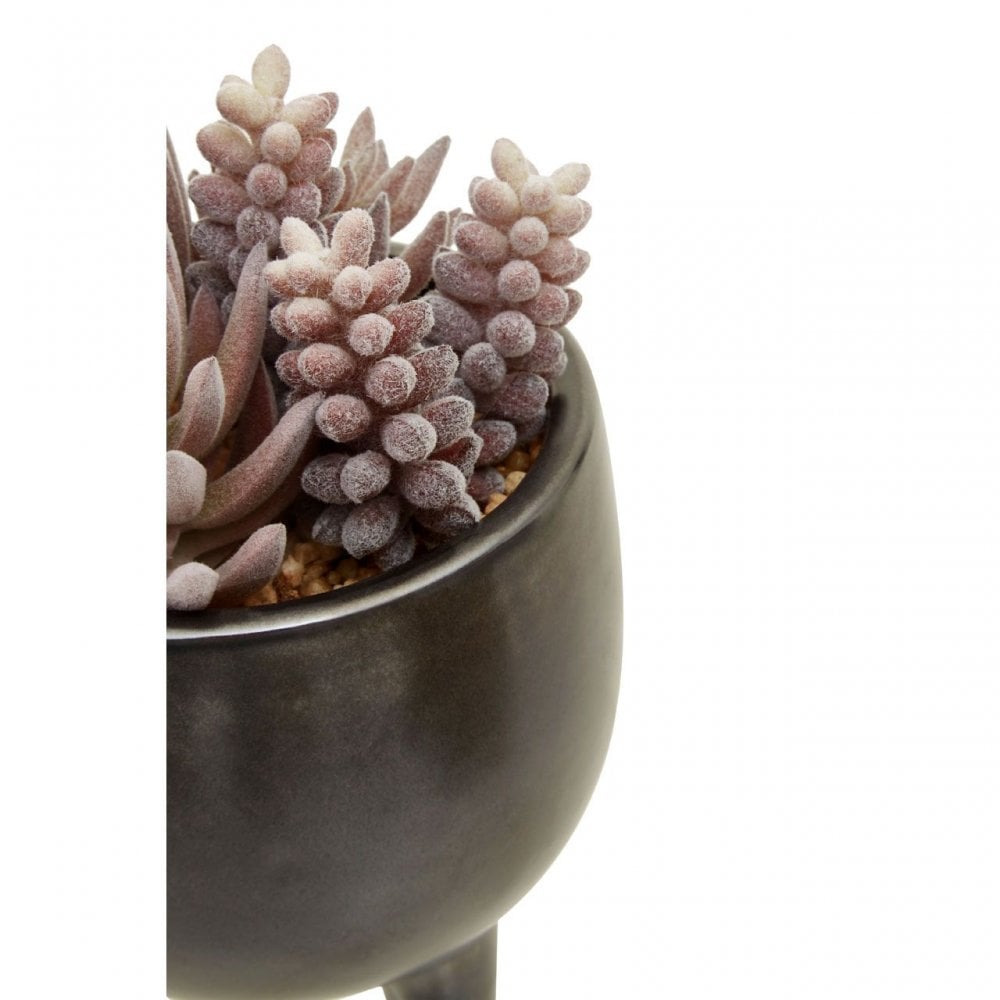 Fiori Mixed Succulents In Ceramic Pot