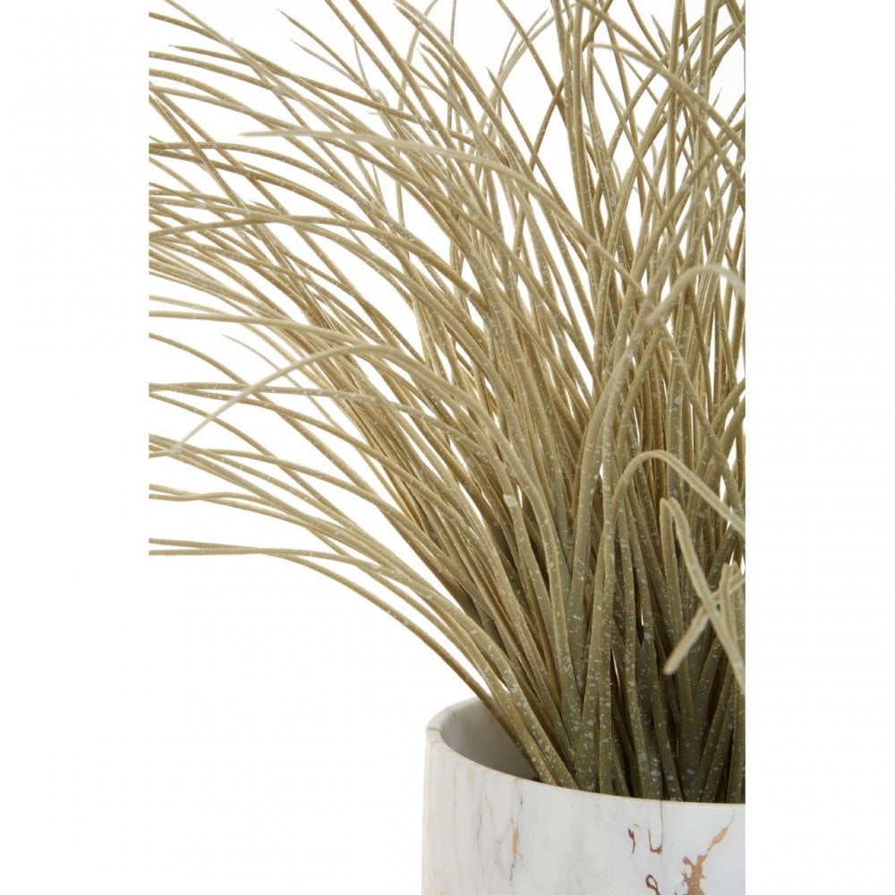 Fiori Grass Plant