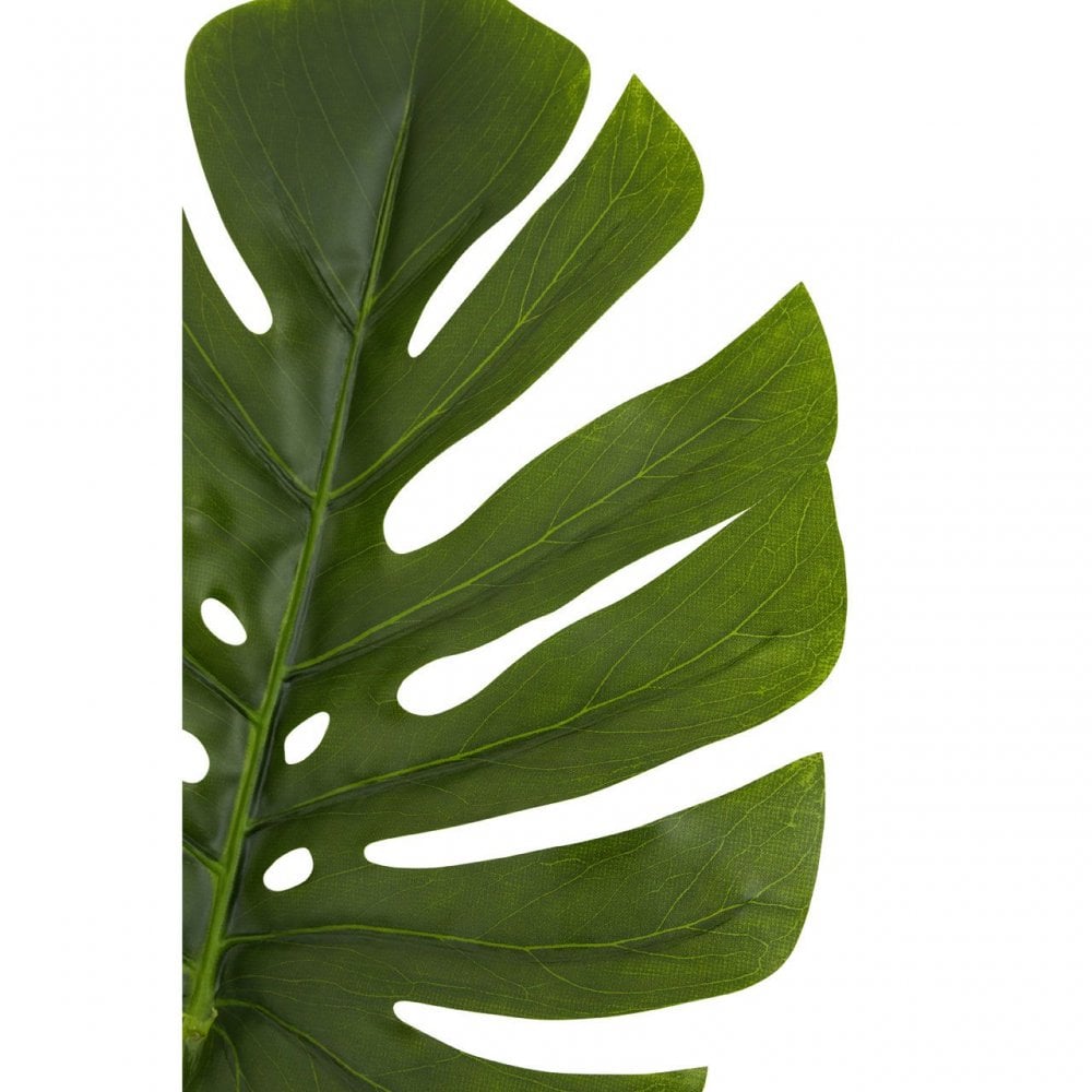Fiori Green Stem Monstera Palm - 109Cm