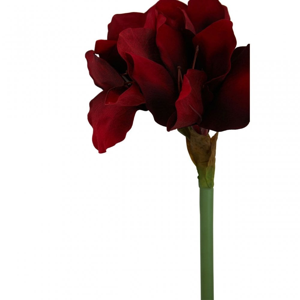 Fiori Amarylilis Stem Burgundy Flower - 72Cm