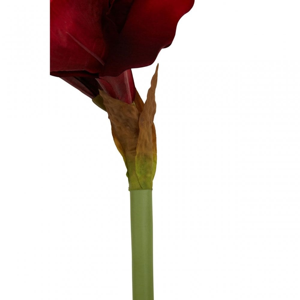 Fiori Amarylilis Stem Burgundy Flower - 72Cm