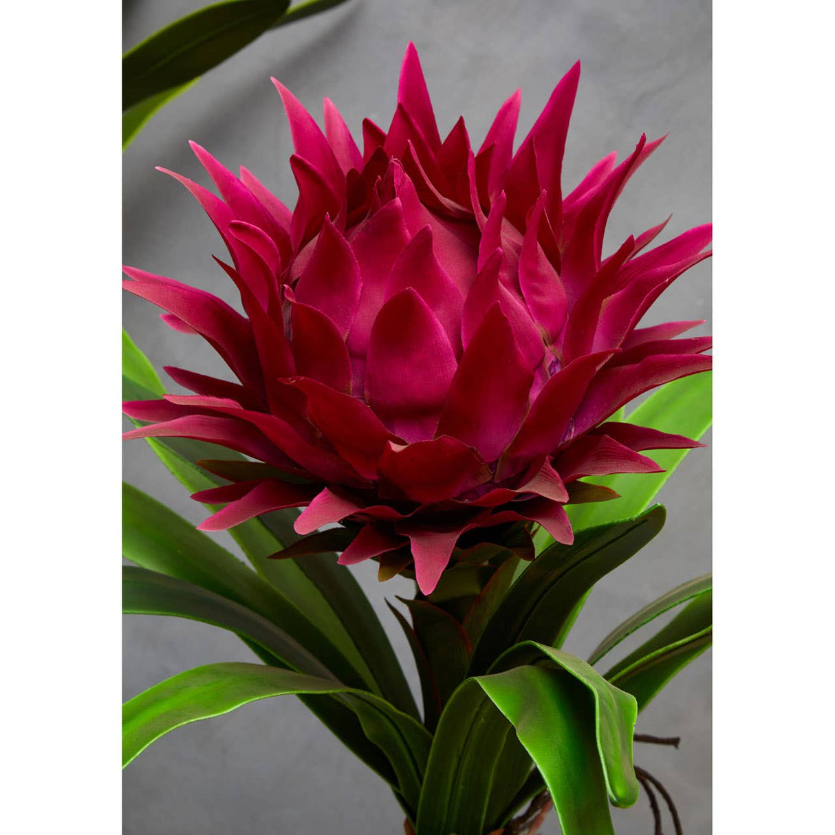 Pink Tropical Plant With Black Ceramic Pot