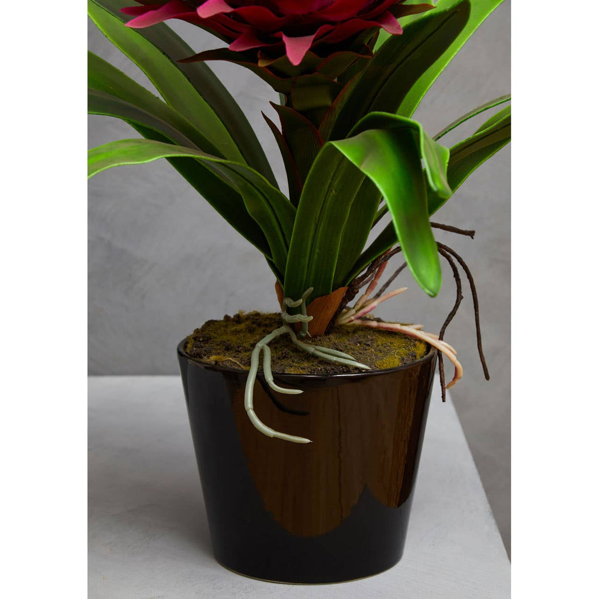 Pink Tropical Plant With Black Ceramic Pot