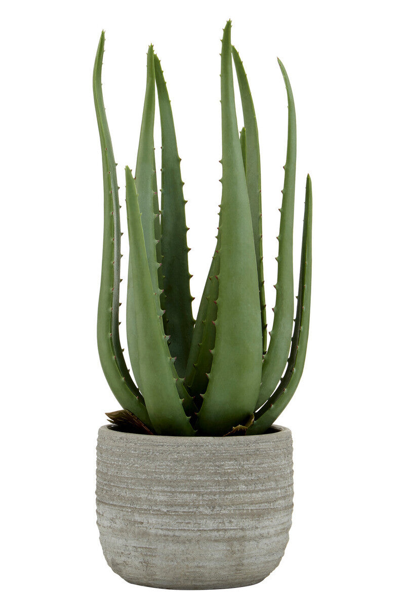 Aloe Vera in Stylish Cement Planter