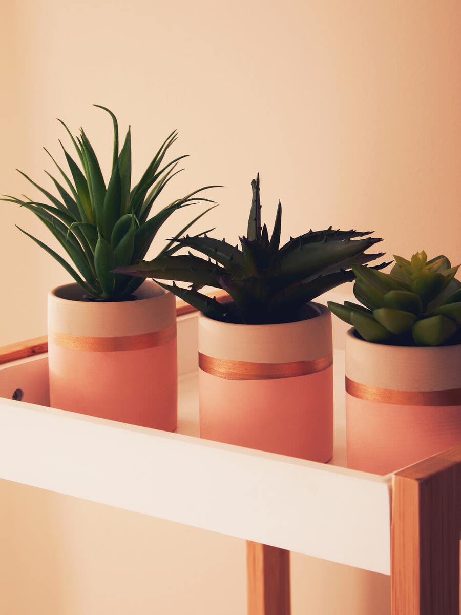 Fiori Set Of 3 Pink Pot Succulents