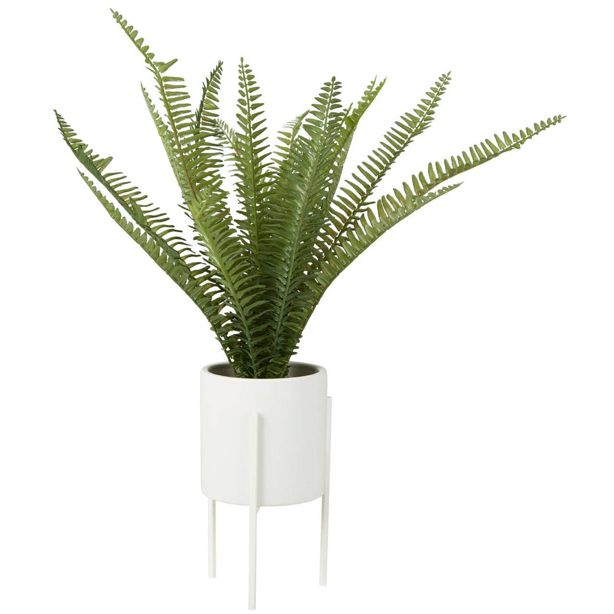 Fiori Fern With White Cement And Iron Pot