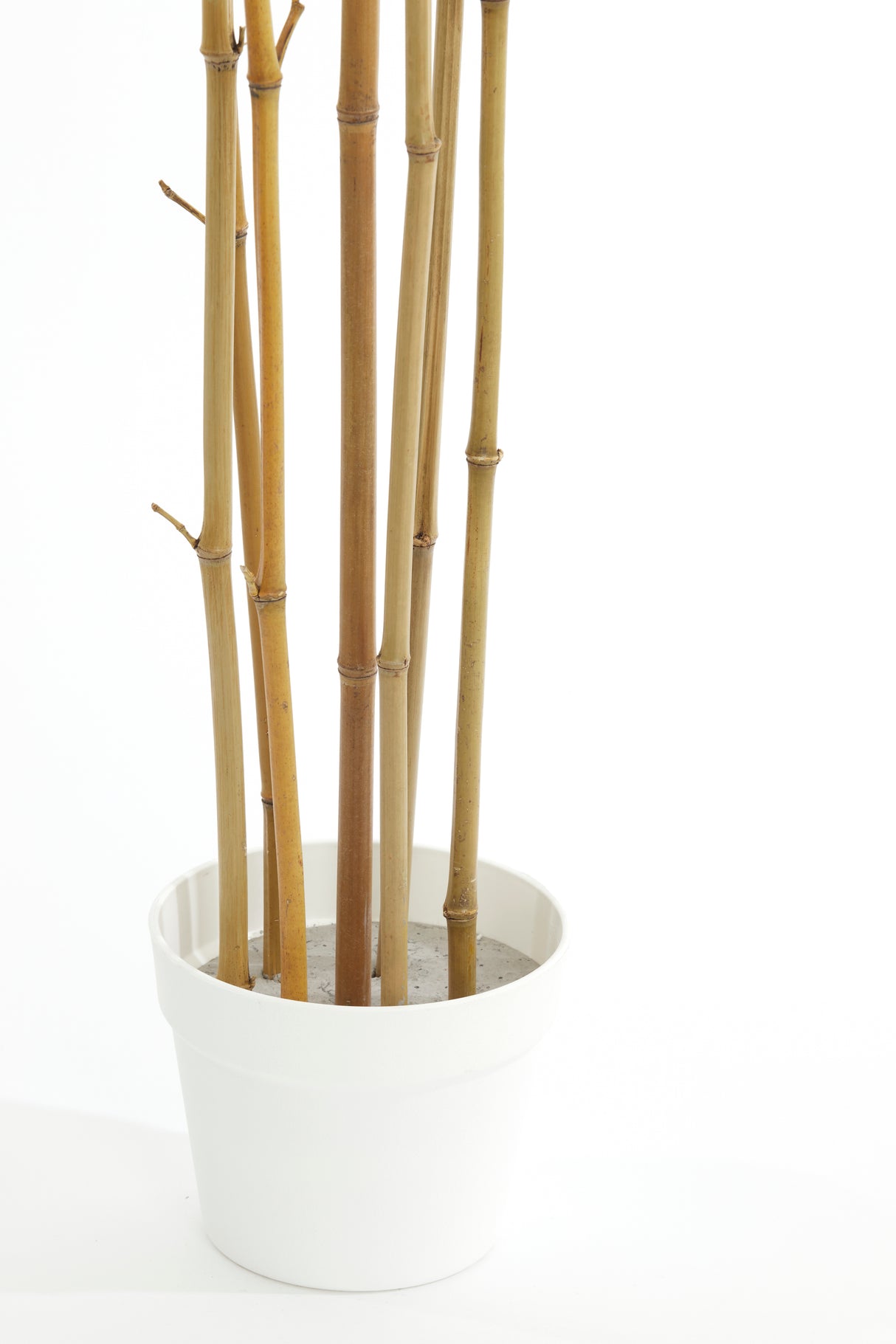 Bamboo Elegance: Natural and Cream Potted Ornament (70x60x180 cm)