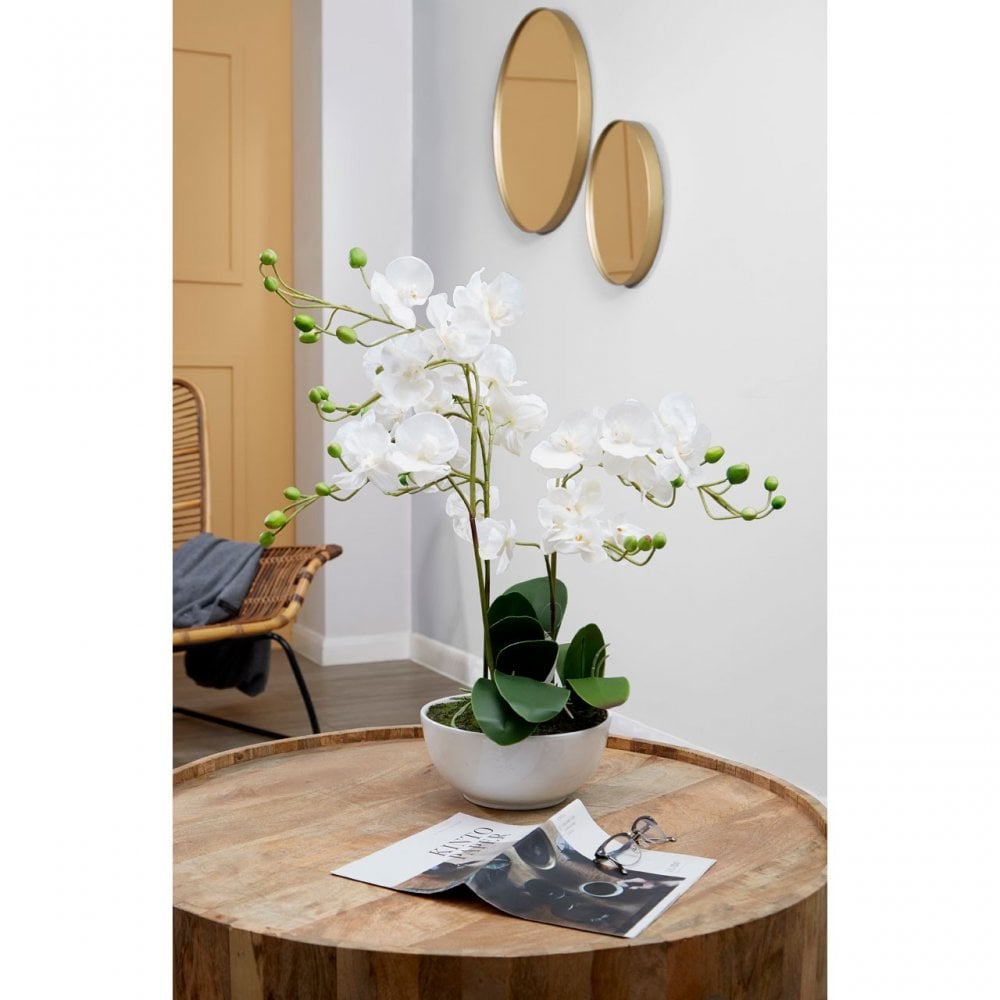 White Orchid Plant with White Ceramic Pot, Ceramic, Fabric, Foam, White