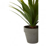 Fiori Agave Succulent, Grey