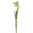 Parrot Tulip H600mm Green/White