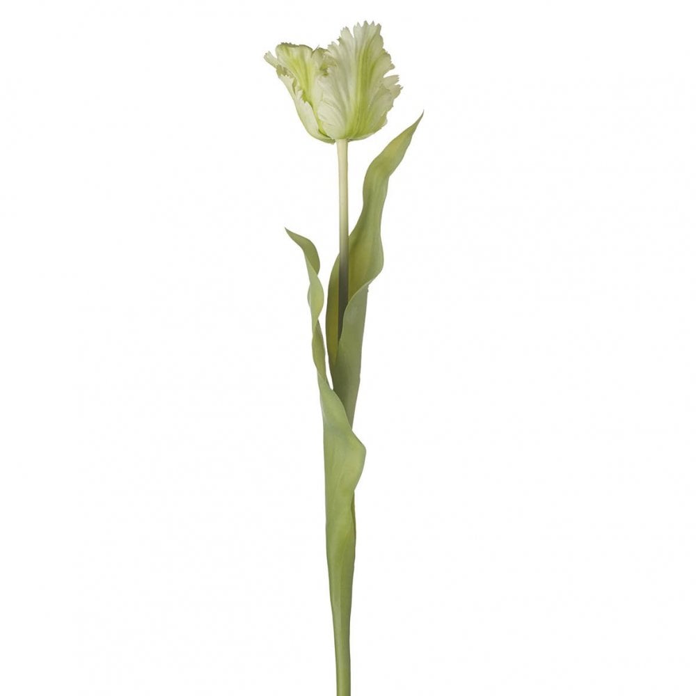 Parrot Tulip H600mm Green/White