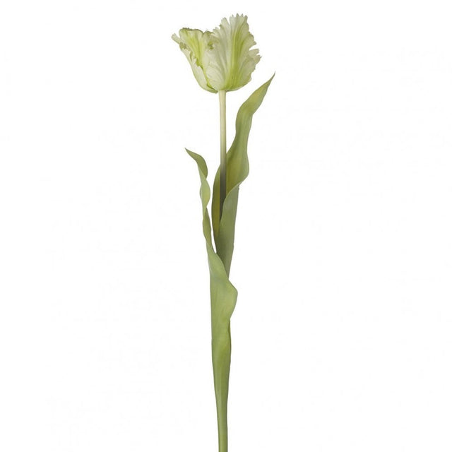 Parrot Tulip H600mm Green/White