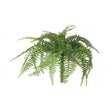 Fern Boston H260x480mm Green