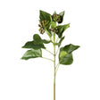 Ivy Stem With Buds H700mm Green