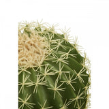 Fiori Cactus