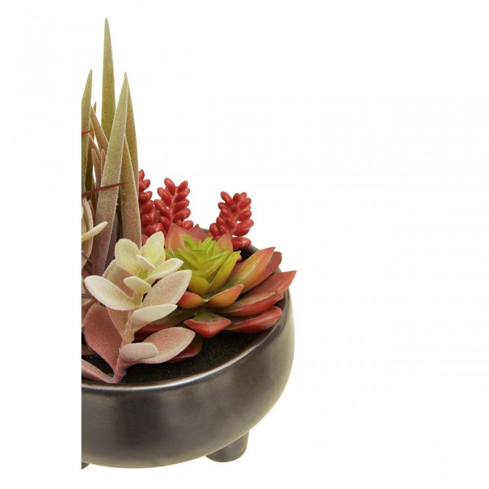 Fiori Mixed Succulents In Grey Ceramic Pot