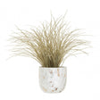Fiori Grass Plant