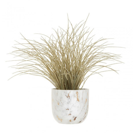 Fiori Grass Plant