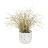 Fiori Grass Plant
