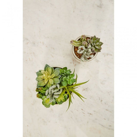 Fiori Mixed Succulents In Large Ceramic Pot
