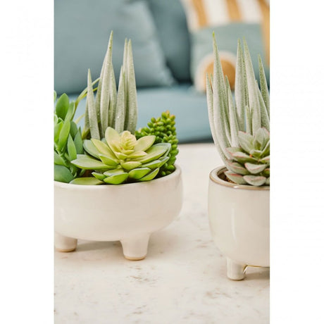 Fiori Mixed Succulents In Large Ceramic Pot