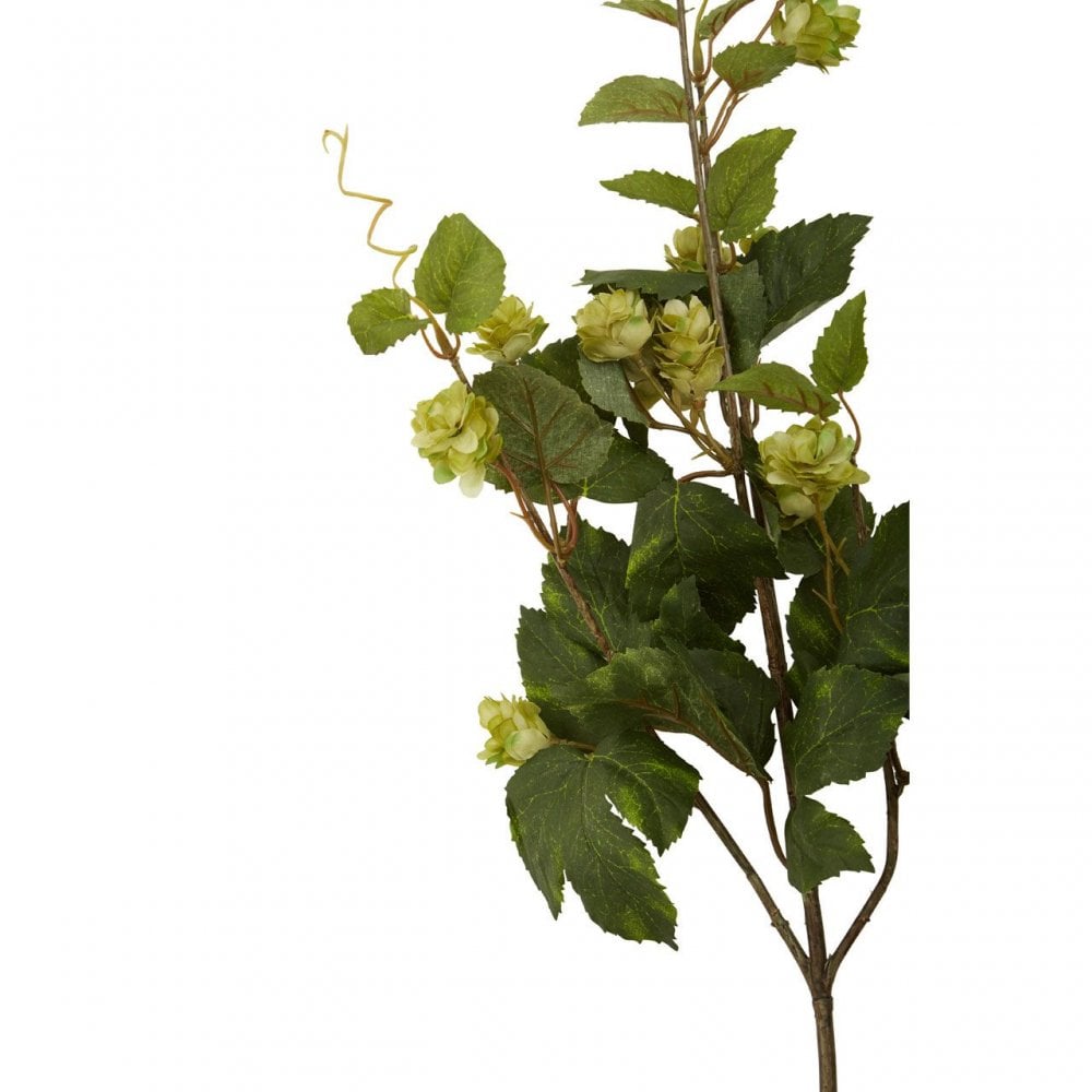 Fiori Pale Lime Hops - 88Cm