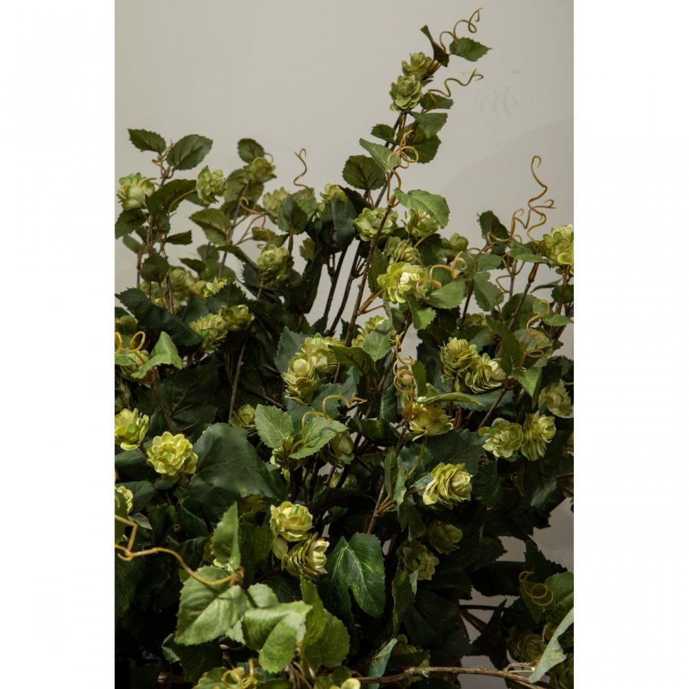 Fiori Pale Lime Hops - 88Cm
