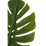 Fiori Green Stem Monstera Palm - 109Cm