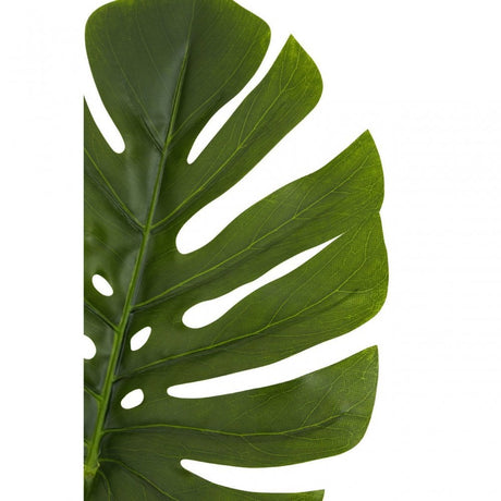 Fiori Green Stem Monstera Palm - 109Cm