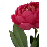 Fiori Peony Stem Fuchsia Flower - 65Cm