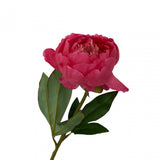 Fiori Peony Stem Fuchsia Flower - 65Cm