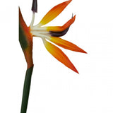 Fiori Bird Of Paradise - 92Cm