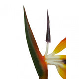 Fiori Bird Of Paradise - 92Cm