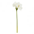 Fiori Amarylilis Stem Ivory Flower - 72Cm