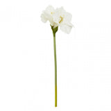 Fiori Amarylilis Stem Ivory Flower - 72Cm