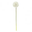 Fiori Allium Stem Ivory Flower - 72Cm
