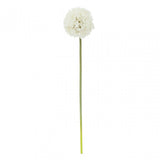Fiori Allium Stem Ivory Flower - 72Cm