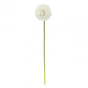 Fiori Allium Stem Ivory Flower - 72Cm