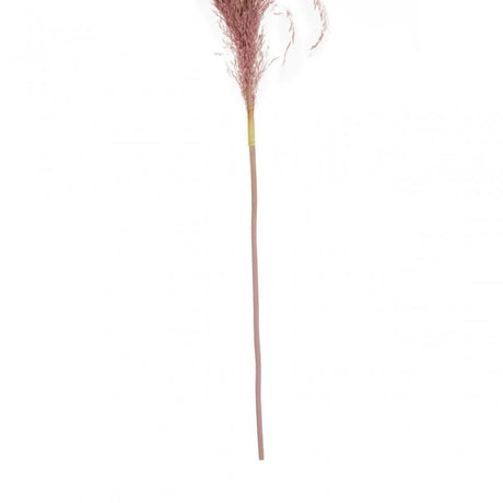 Fiori Pink Stem Pampas Grass