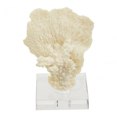 Boho Small White Coral