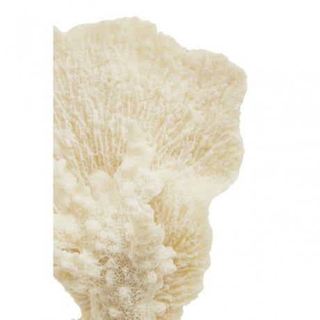 Boho Small White Coral