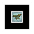 Butterfly 1 Framed Wall Art