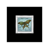 Butterfly 1 Framed Wall Art