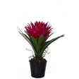 Pink Tropical Plant With Black Ceramic Pot