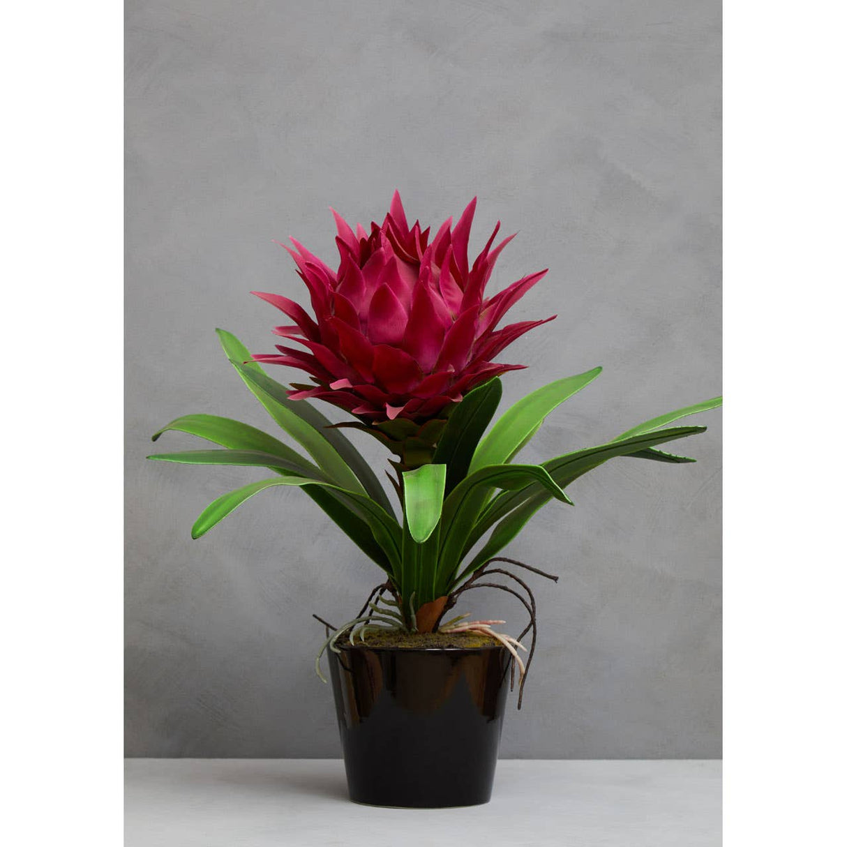 Pink Tropical Plant With Black Ceramic Pot