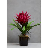 Pink Tropical Plant With Black Ceramic Pot
