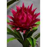 Pink Tropical Plant With Black Ceramic Pot